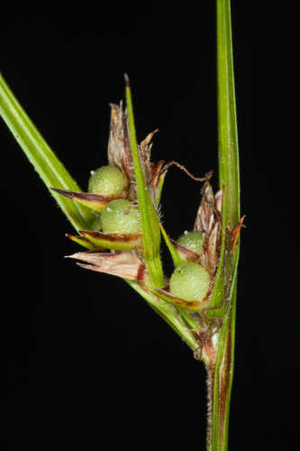 Scleria pauciflora #19